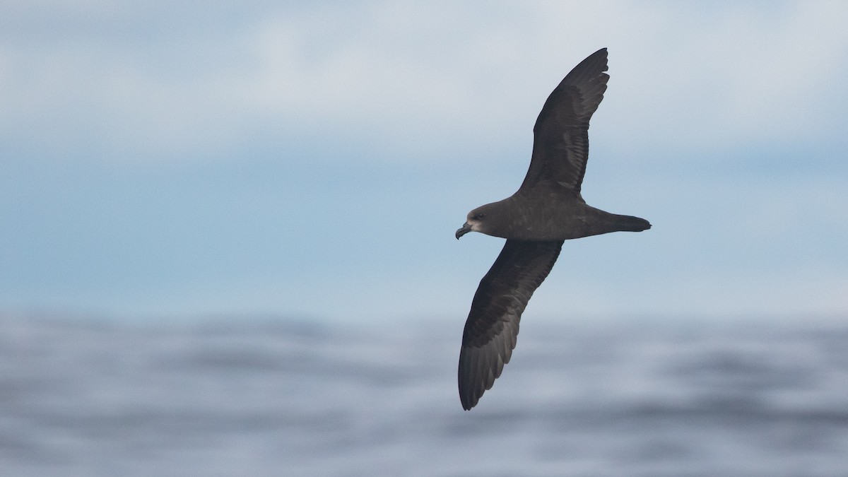 Gray-faced Petrel - ML638216141