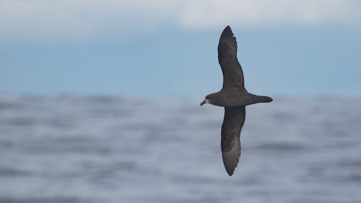 Gray-faced Petrel - ML638216142