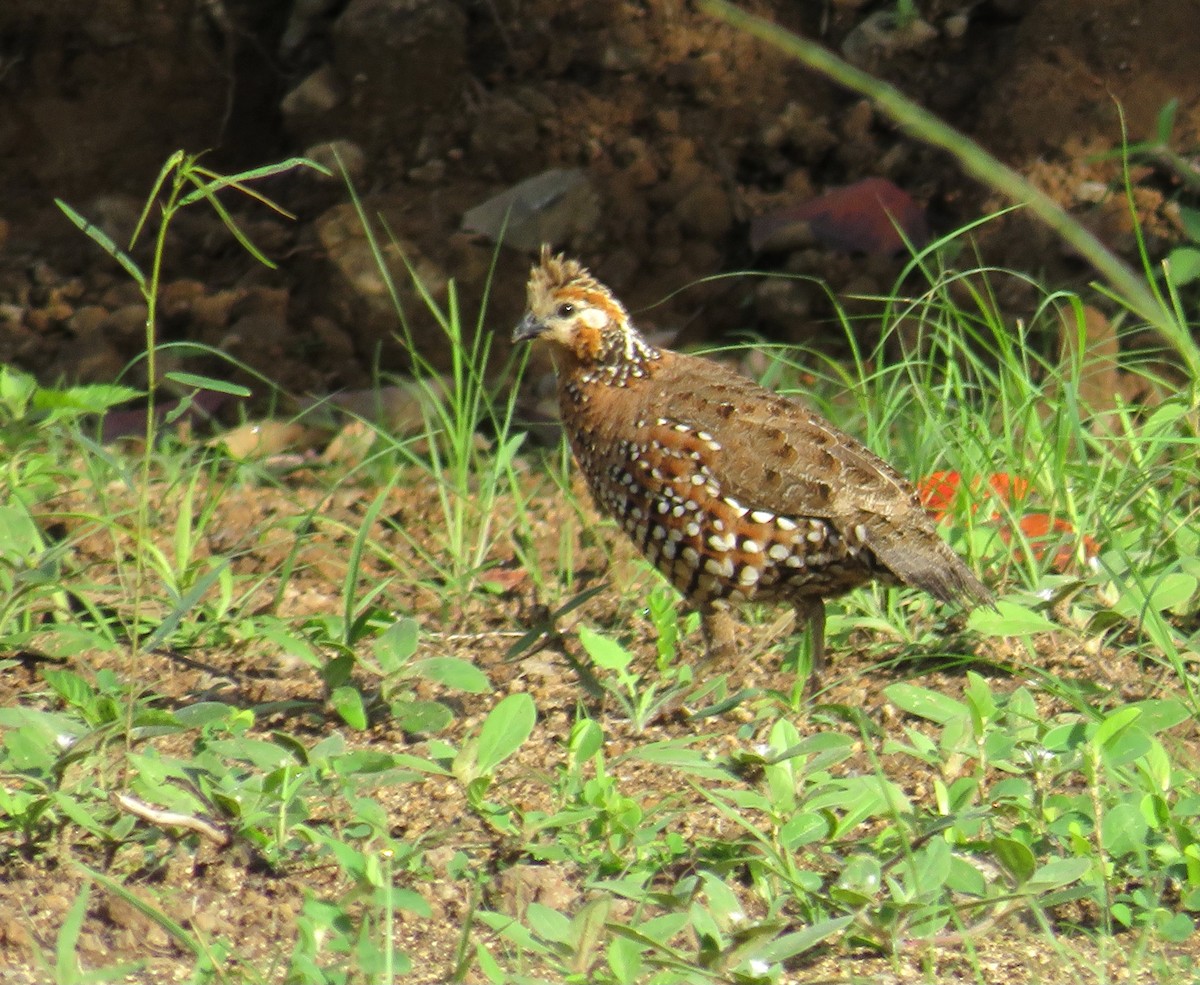 Crested Bobwhite - ML638216174