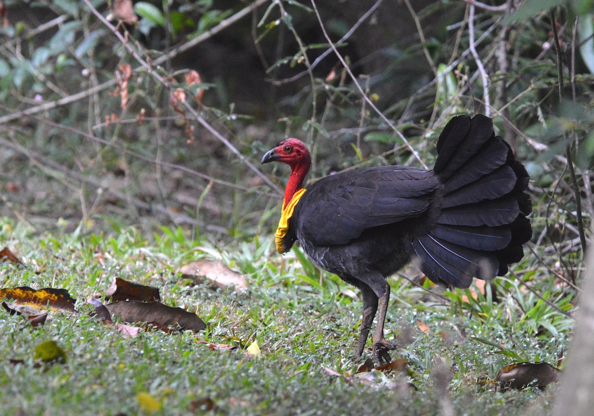 Australian Brushturkey - ML638216181