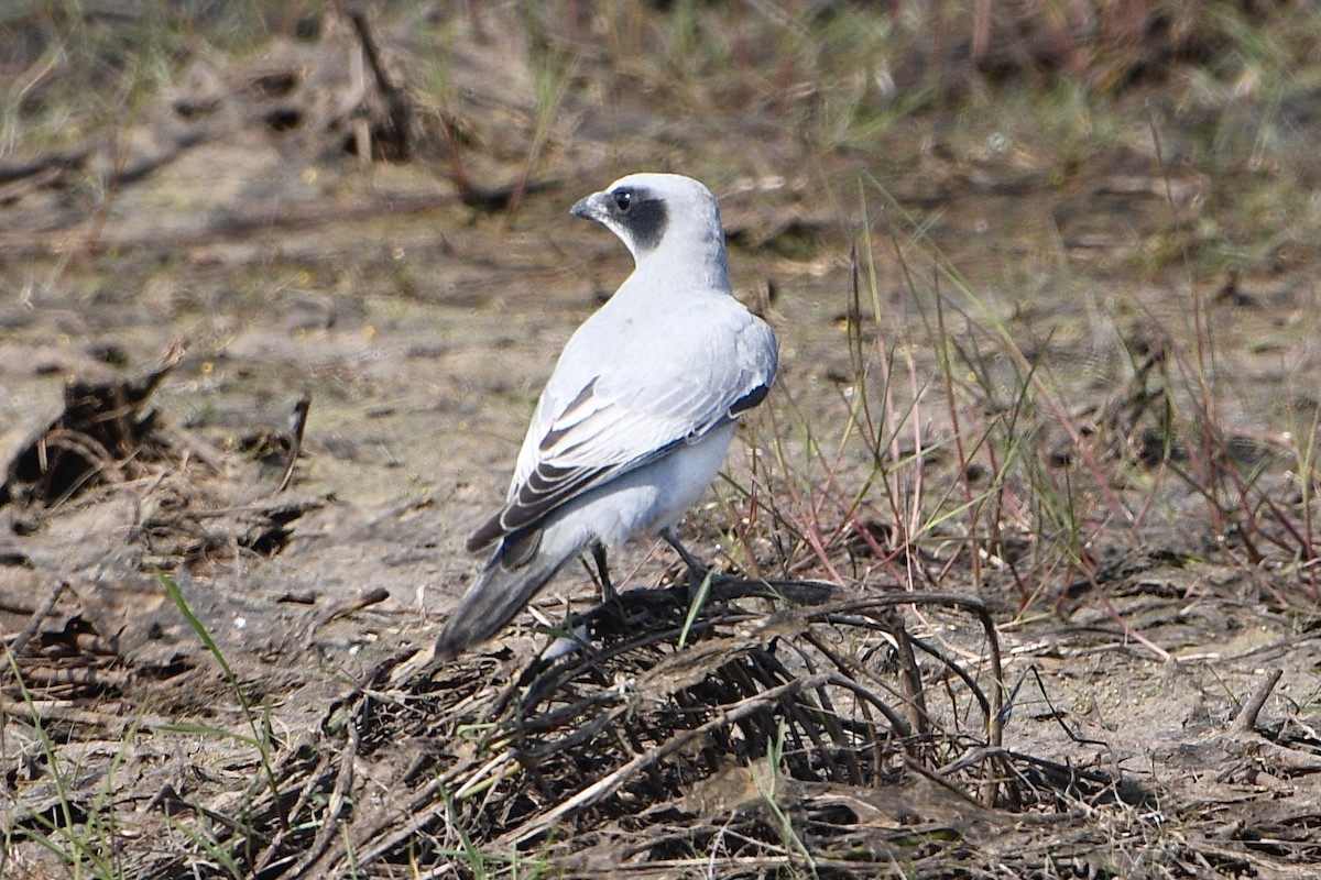 Black-faced Cuckooshrike - ML638216216