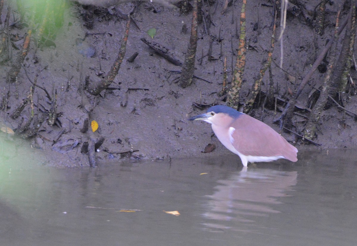 Nankeen Night Heron - ML638216218