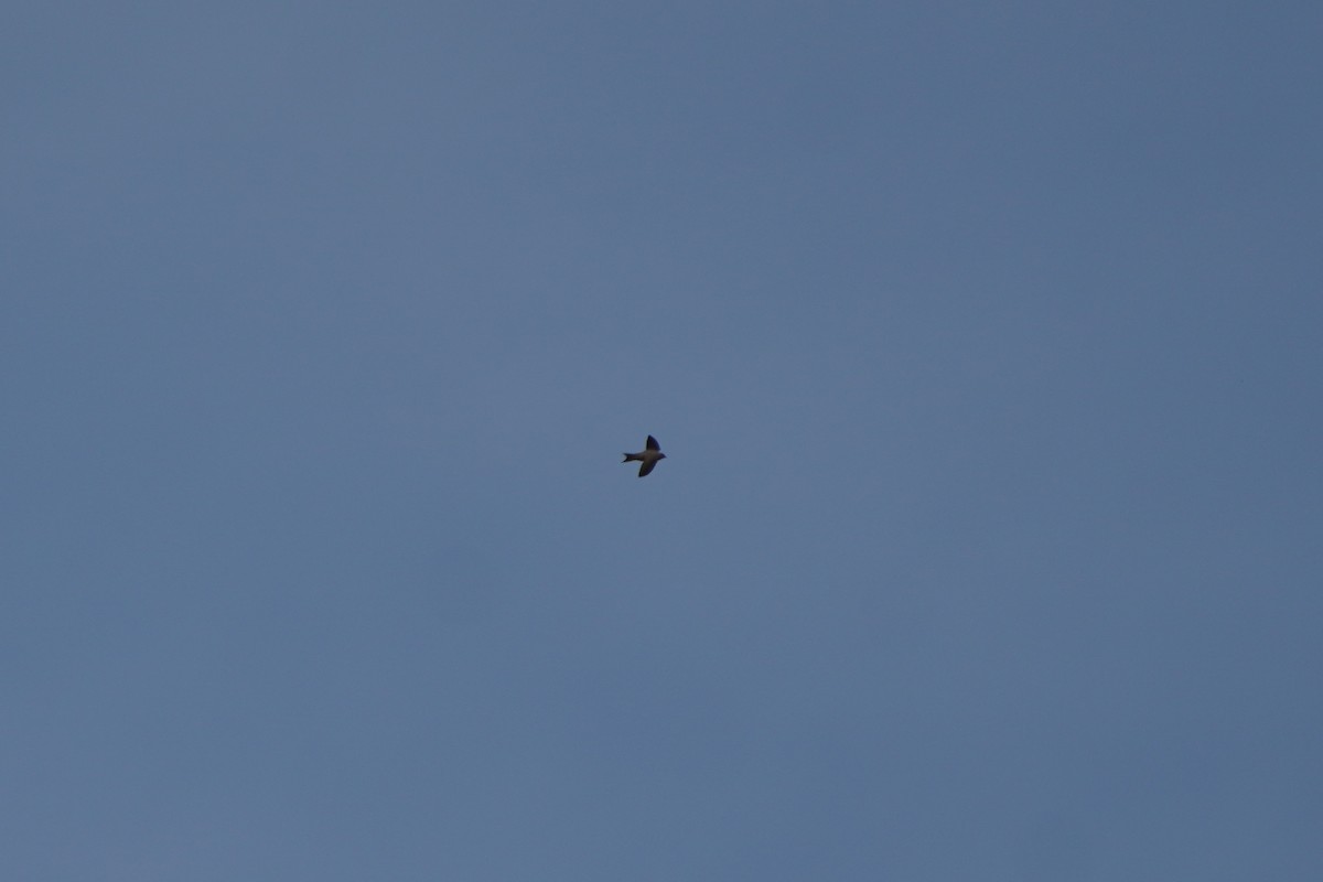 Eurasian Crag-Martin - ML638216234
