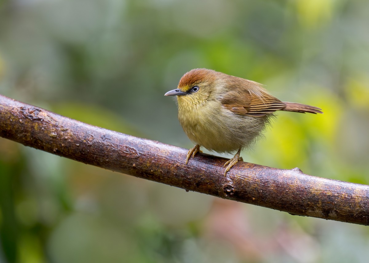 Pin-striped Tit-Babbler (Pin-striped) - ML638216239