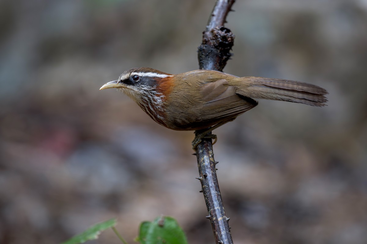 Streak-breasted Scimitar-Babbler - ML638216241