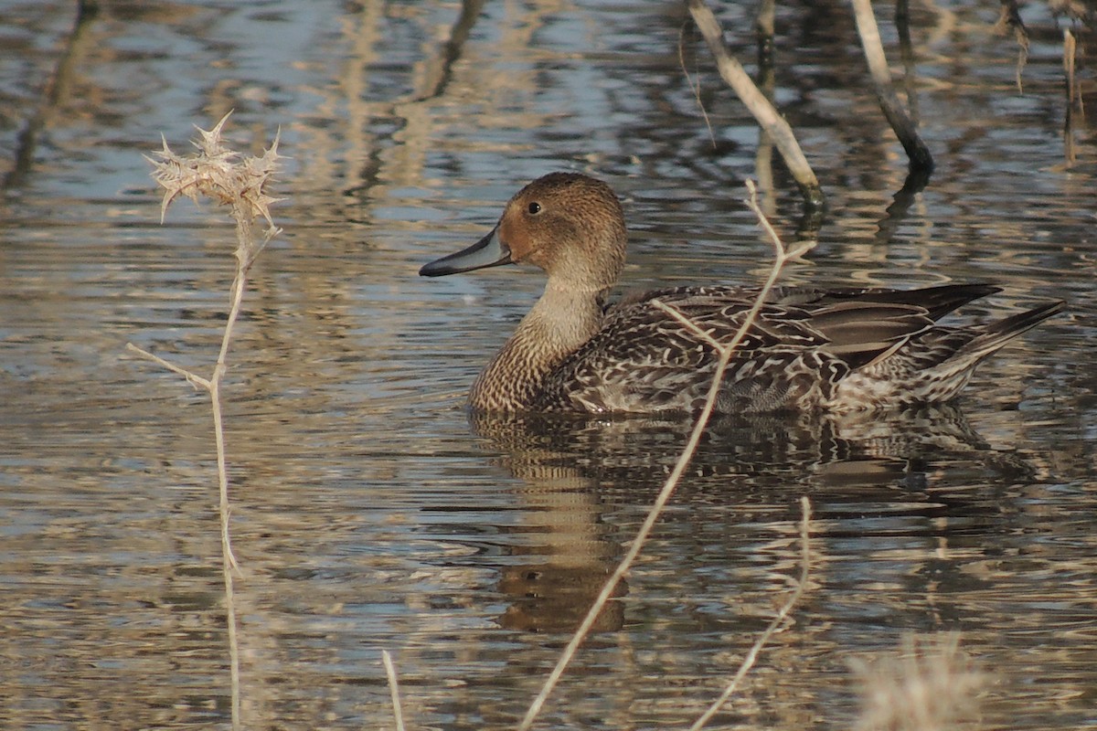 Northern Pintail - ML638216246