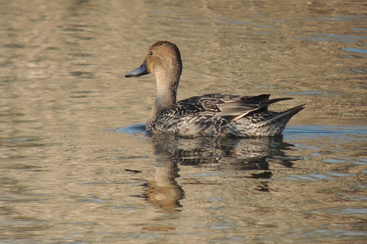 Northern Pintail - ML638216247