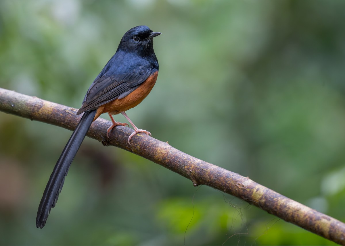 White-rumped Shama (White-rumped) - ML638216255