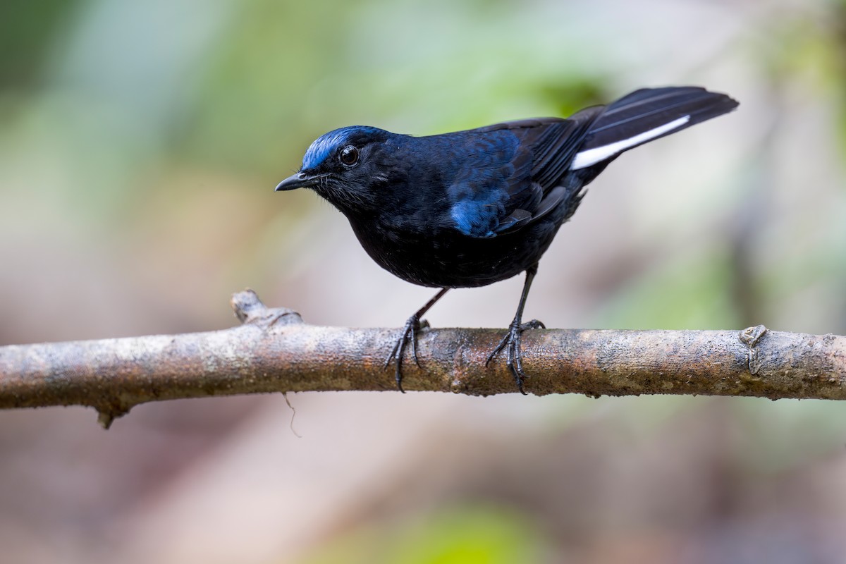 White-tailed Robin (White-tailed) - ML638216257