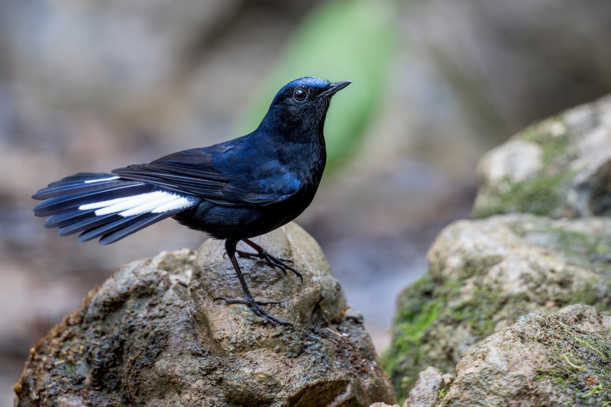White-tailed Robin (White-tailed) - ML638216258