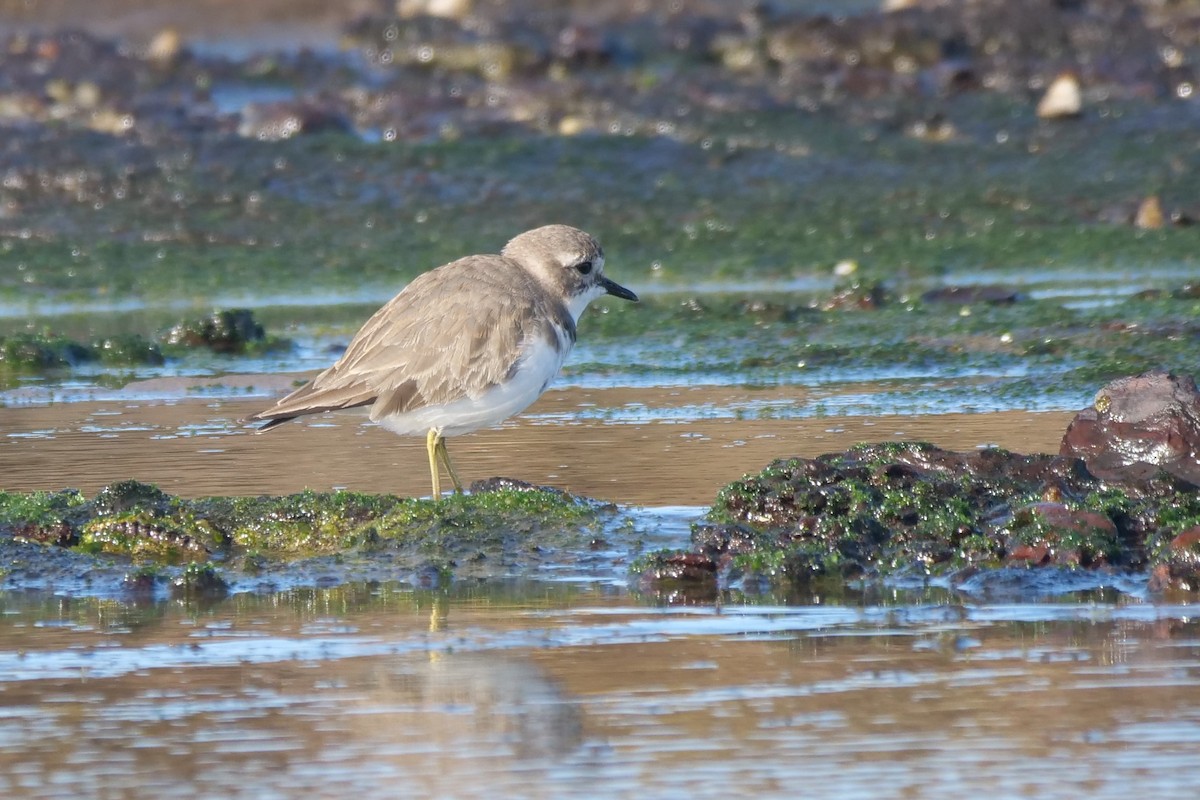 Double-banded Plover - ML638216271