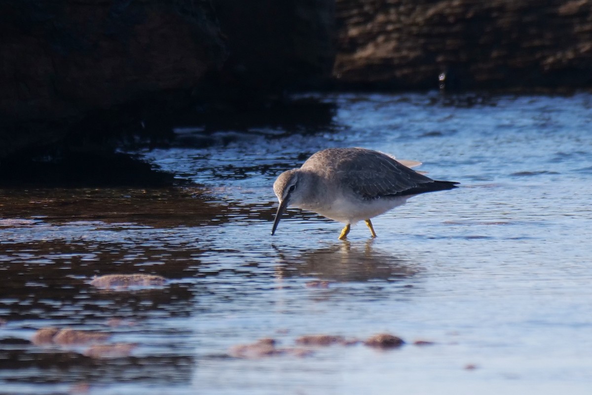 Gray-tailed Tattler - ML638216276