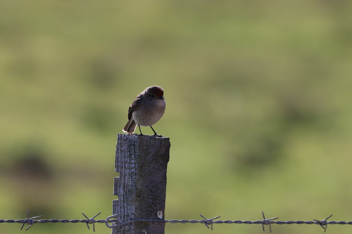 Red-capped Robin - ML638216288