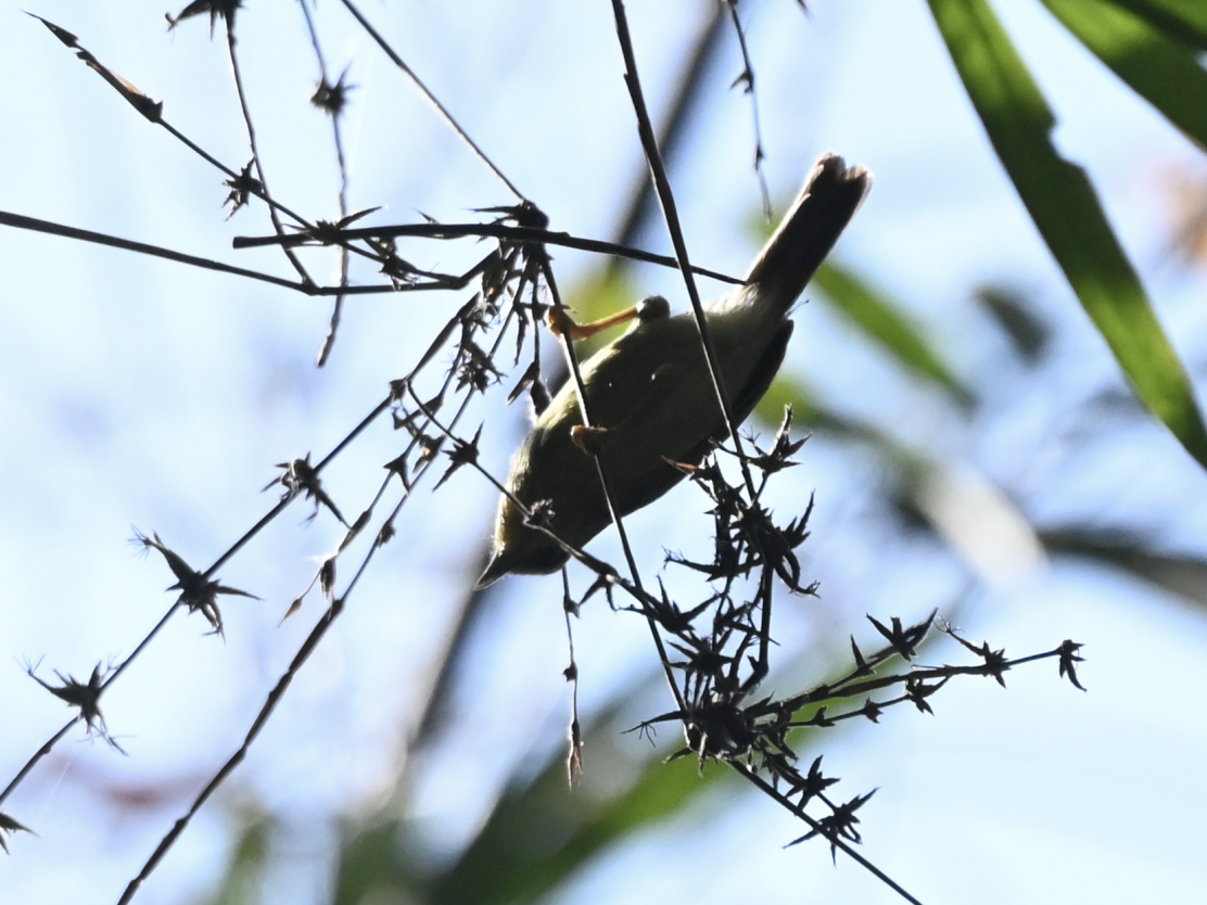 Pin-striped Tit-Babbler - ML638216291