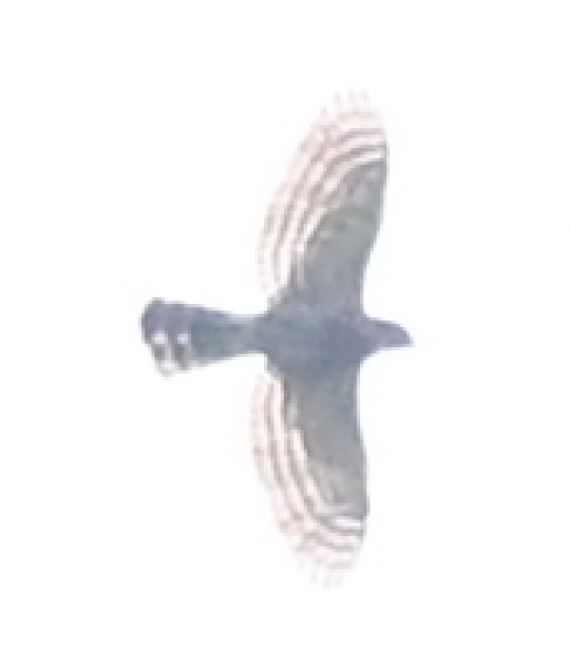 Azor/Gavilán sp.  (Accipiter sp.) - ML638216300