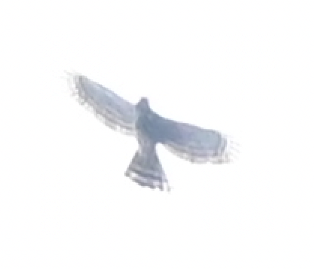 Azor/Gavilán sp.  (Accipiter sp.) - ML638216301