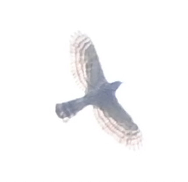 Azor/Gavilán sp.  (Accipiter sp.) - ML638216302