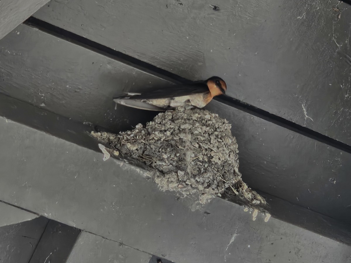 Pacific Swallow - ML638216316