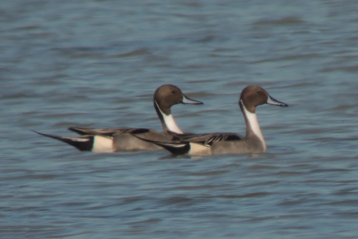 Northern Pintail - ML638216330