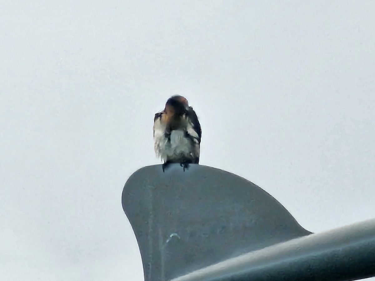 Pacific Swallow - ML638216332