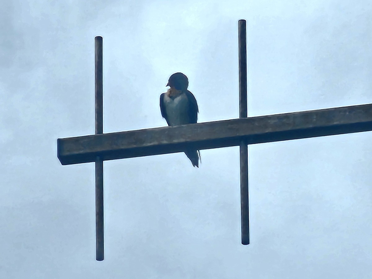 Pacific Swallow - ML638216334