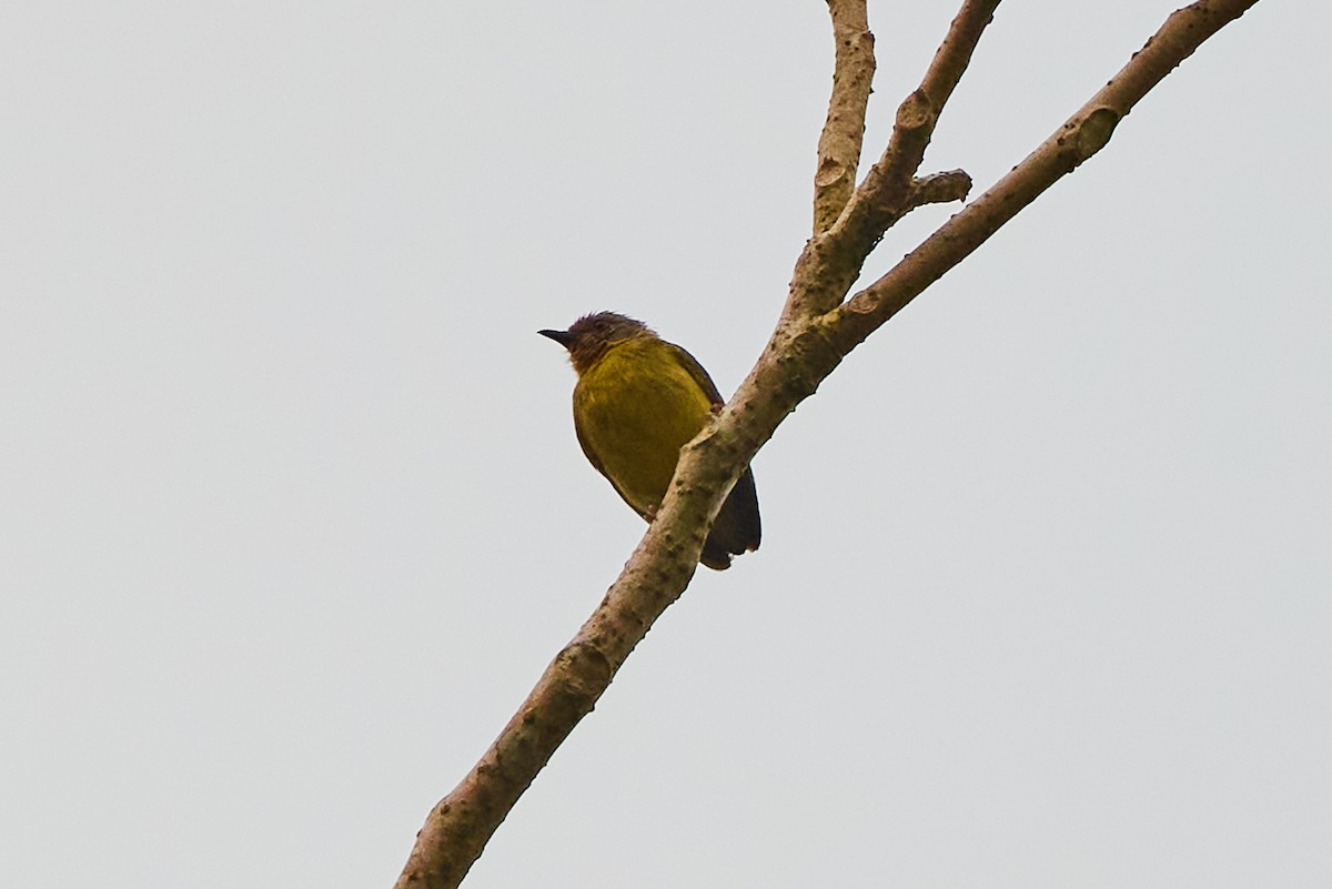 Lemon-bellied Crombec - ML638216342