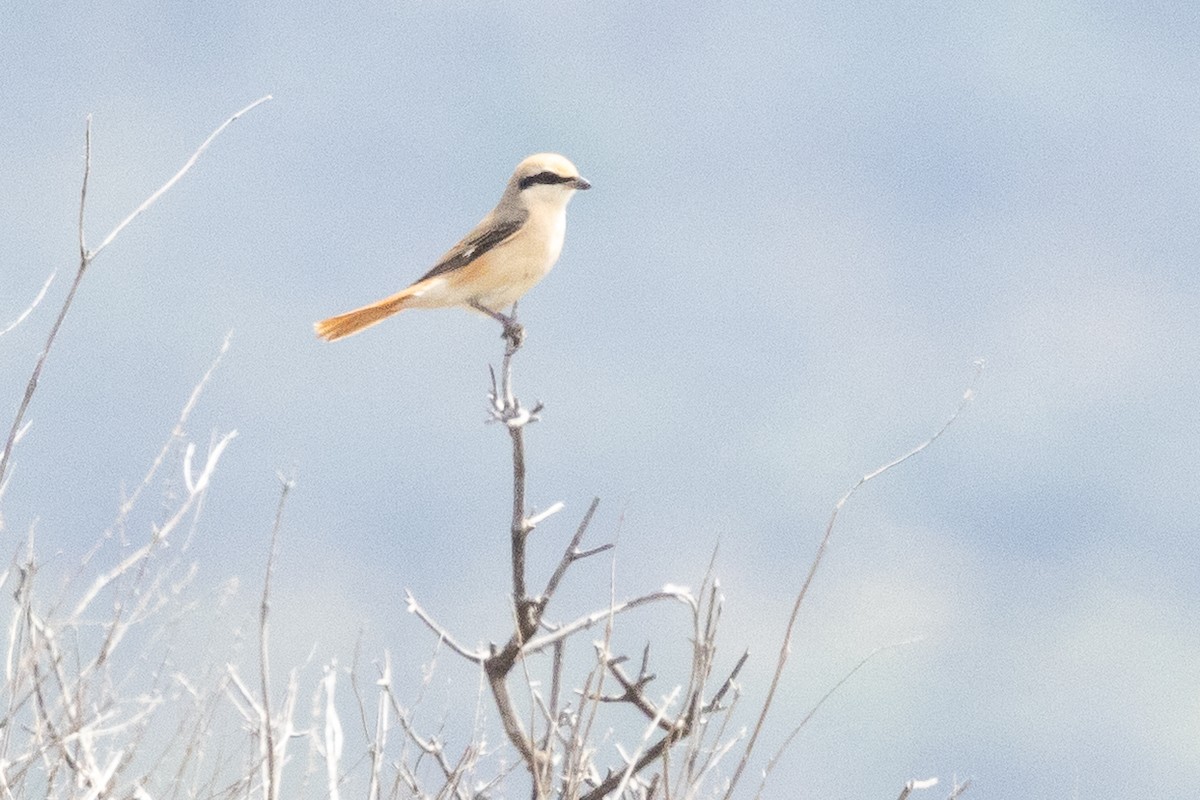 Isabelline Shrike - ML638216364