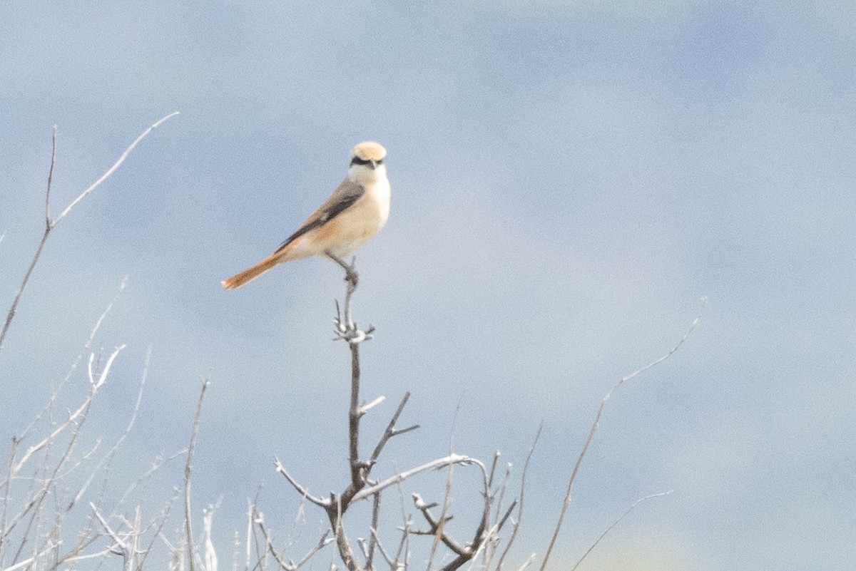 Isabelline Shrike - ML638216365