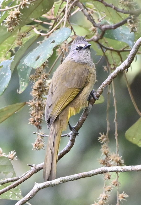 Flavescent Bulbul - ML638216380