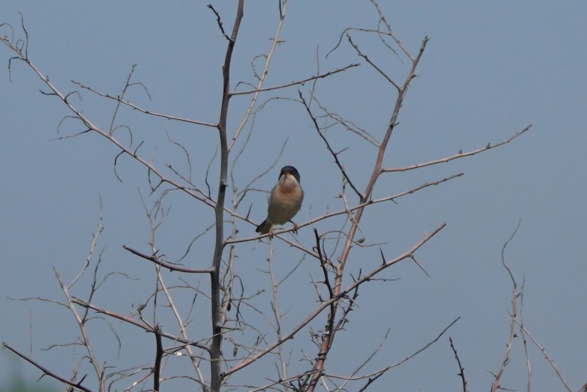 Menetries's Warbler - ML638216384