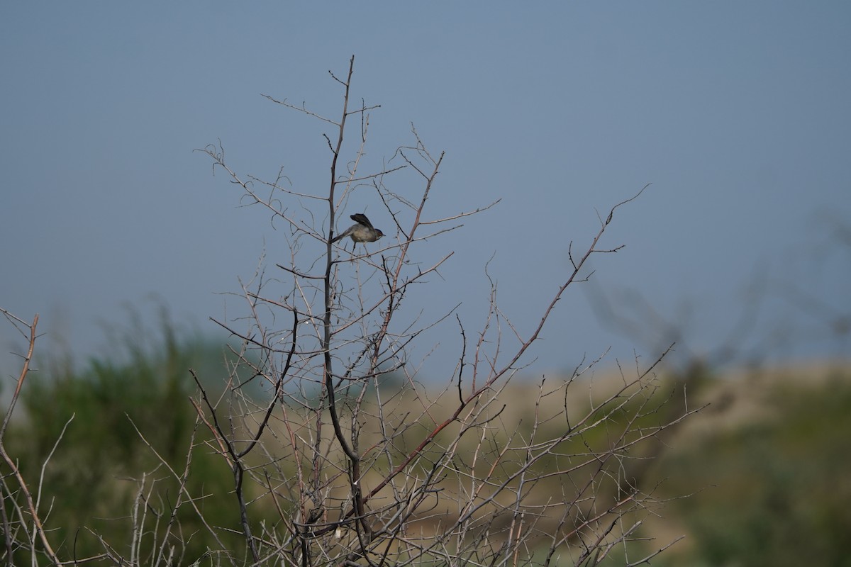 Menetries's Warbler - ML638216385