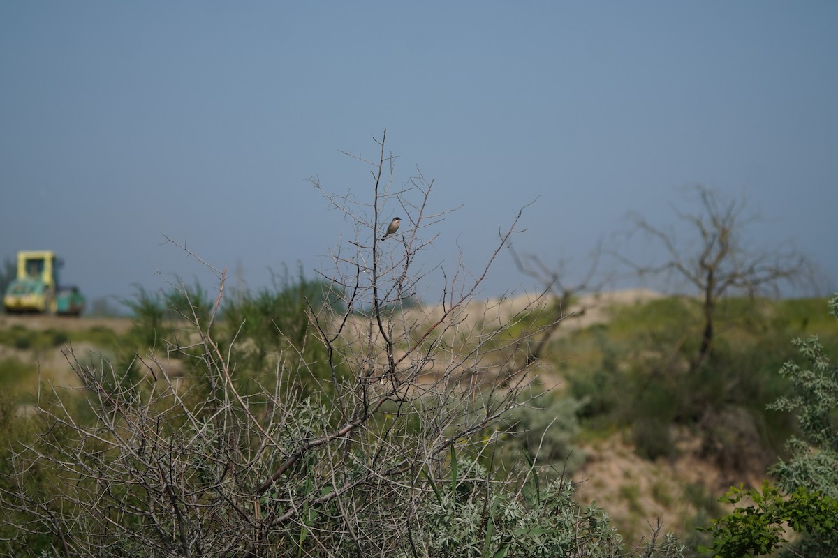 Menetries's Warbler - ML638216386