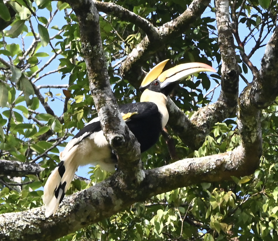 Great Hornbill - ML638216393