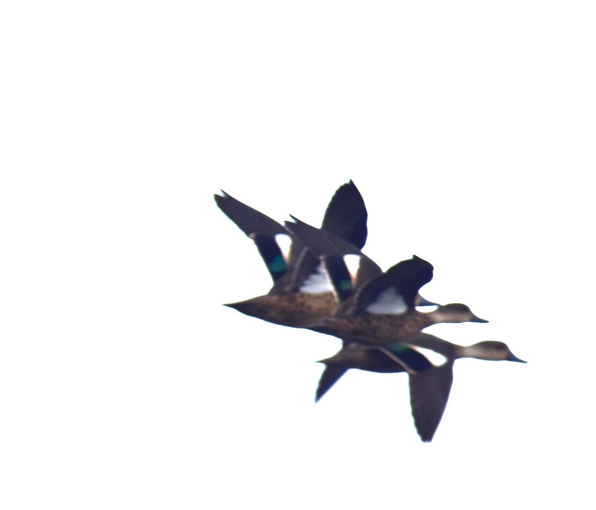Gray Teal - ML638216406