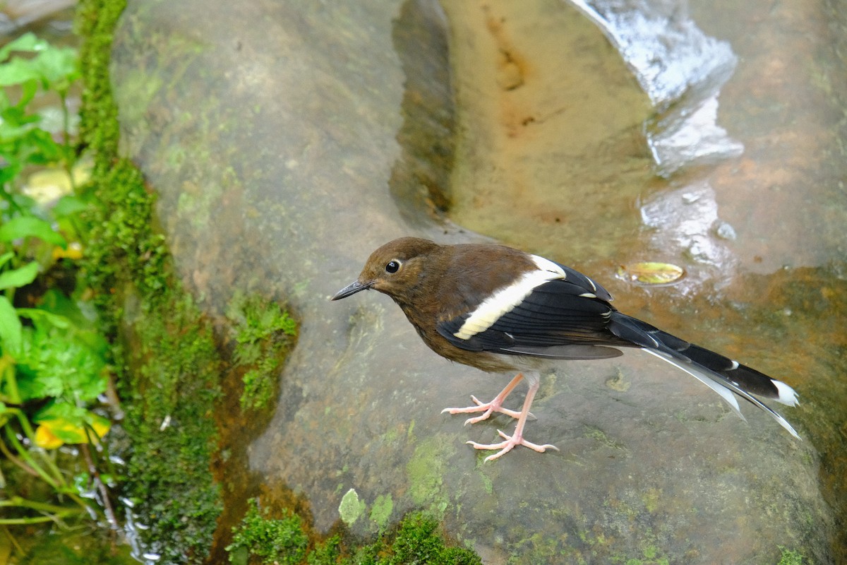 White-crowned Forktail - ML638216413