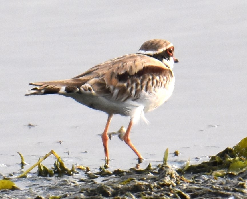 Black-fronted Dotterel - ML638216415