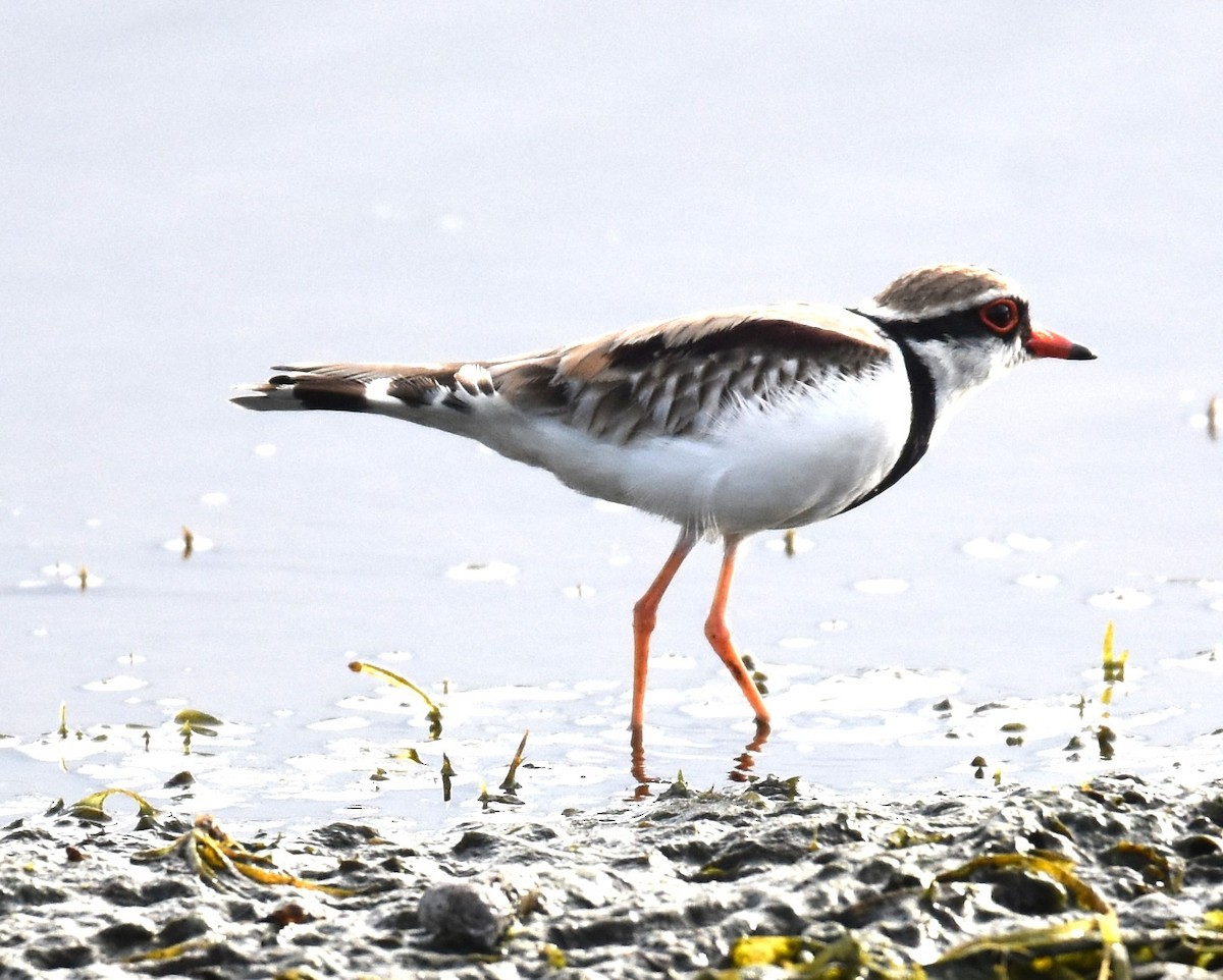 Black-fronted Dotterel - ML638216416