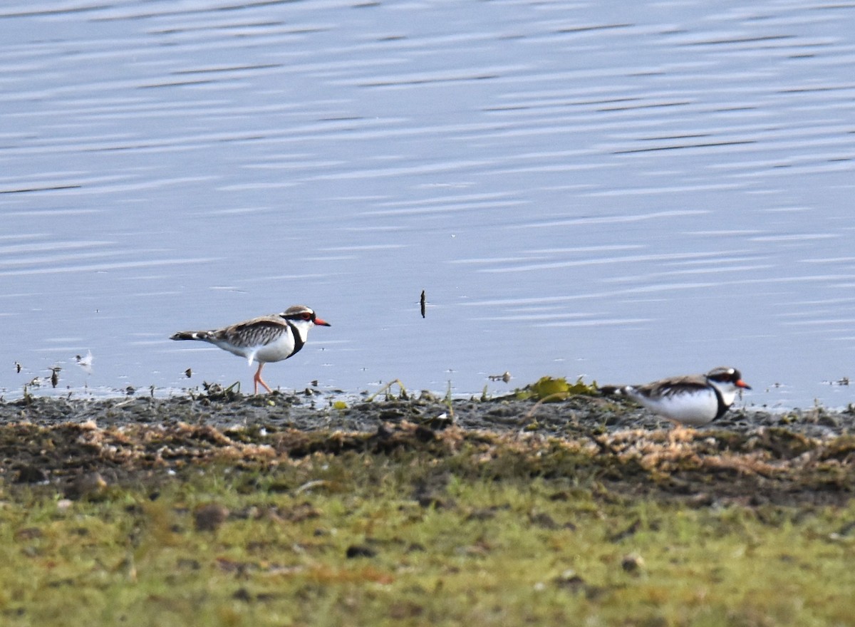 Black-fronted Dotterel - ML638216417