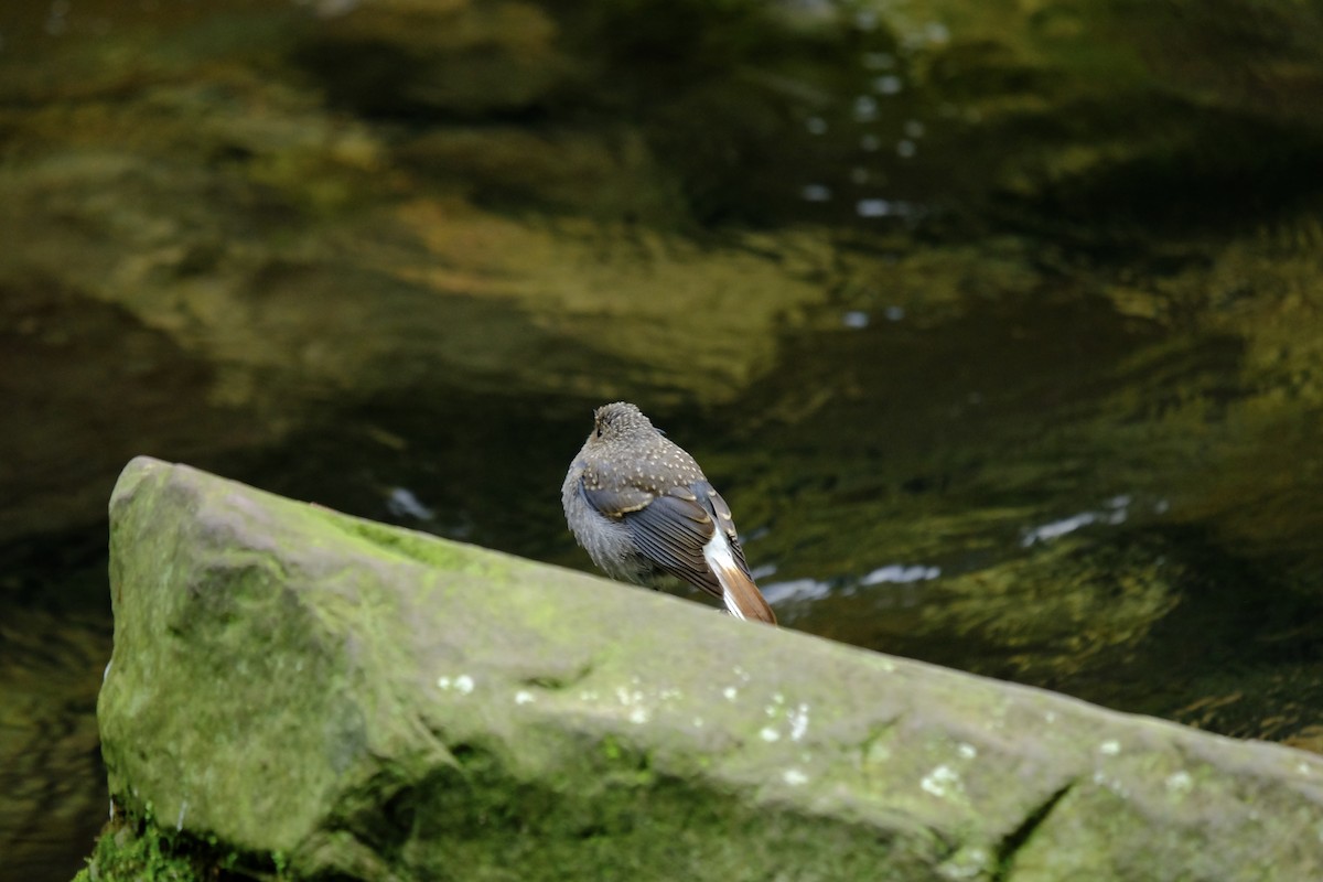 Plumbeous Redstart - ML638216419