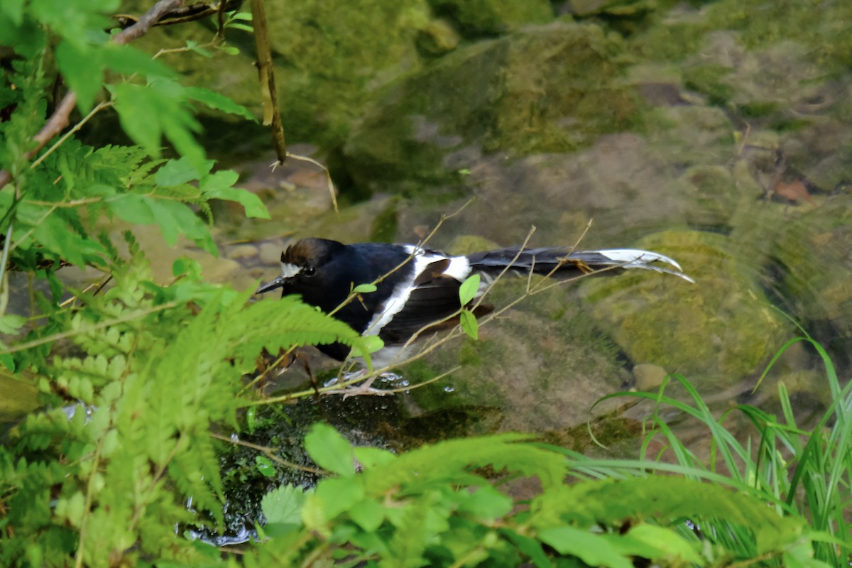 White-crowned Forktail - ML638216428