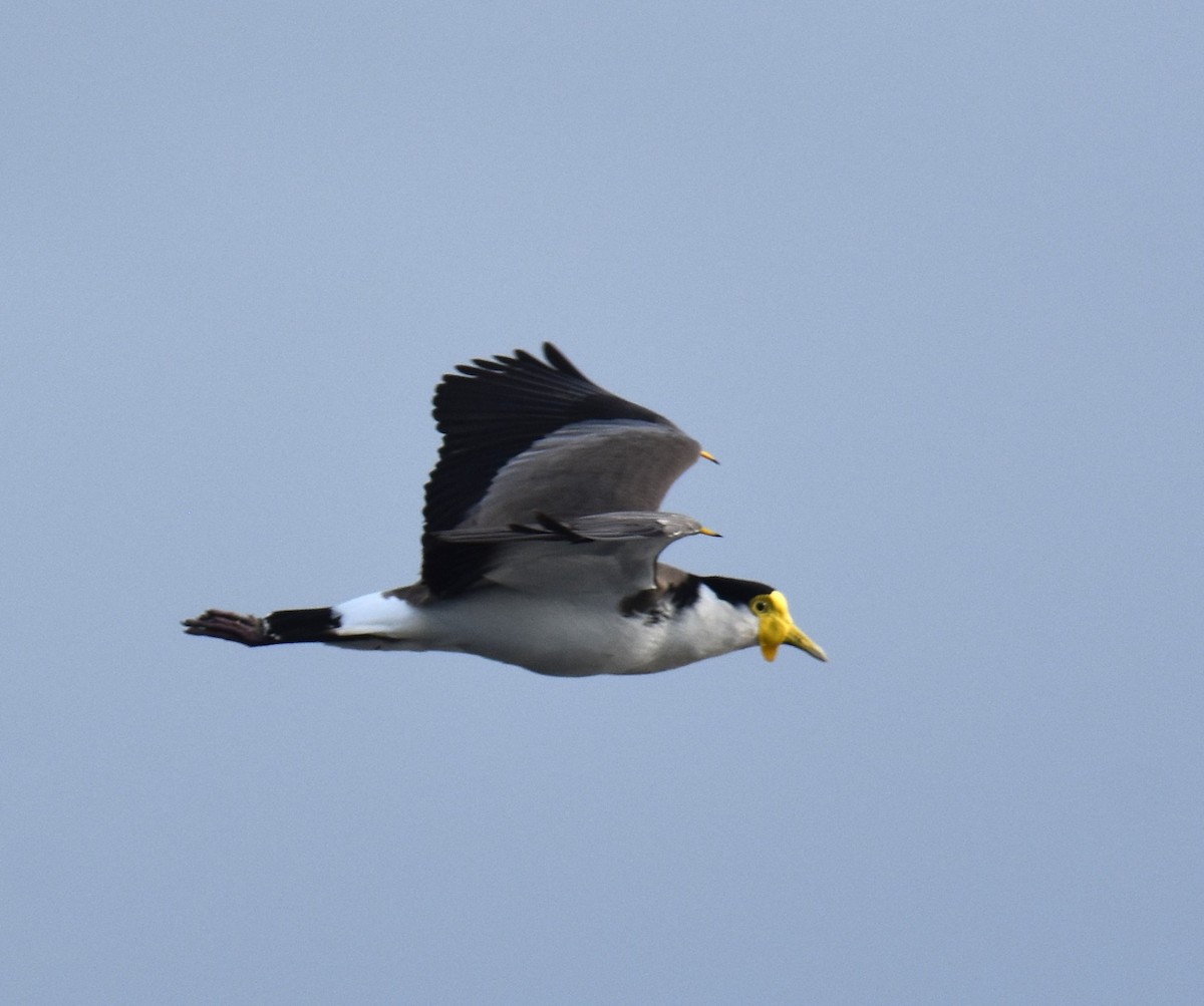 Masked Lapwing - ML638216436