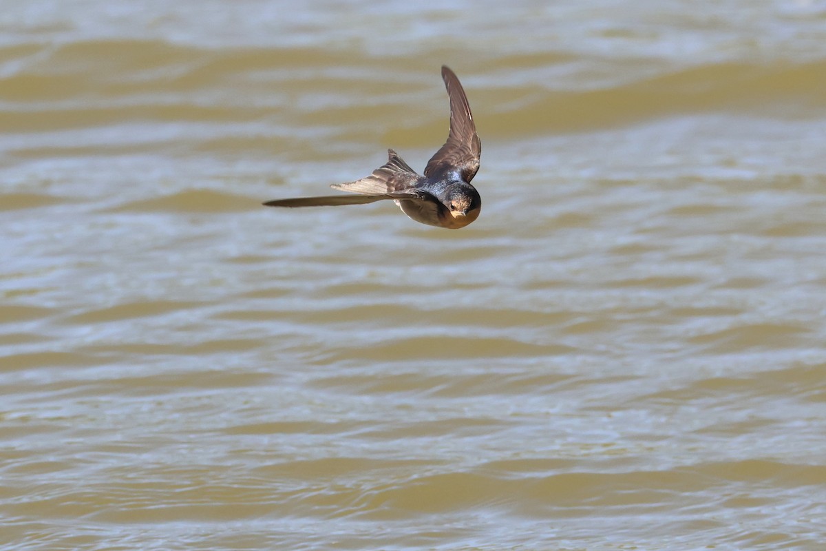 Welcome Swallow - ML638216440