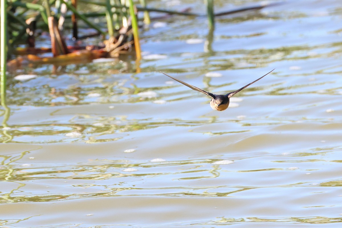 Welcome Swallow - ML638216441
