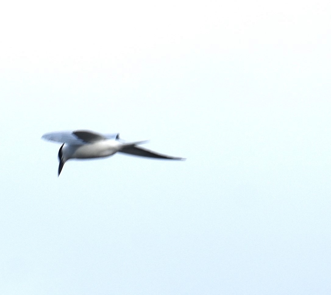 Australian Tern - ML638216446