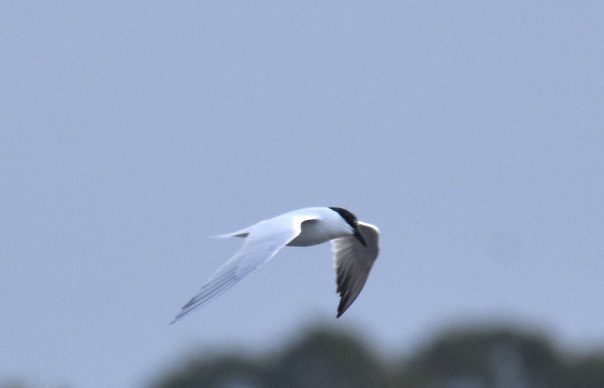 Australian Tern - ML638216447