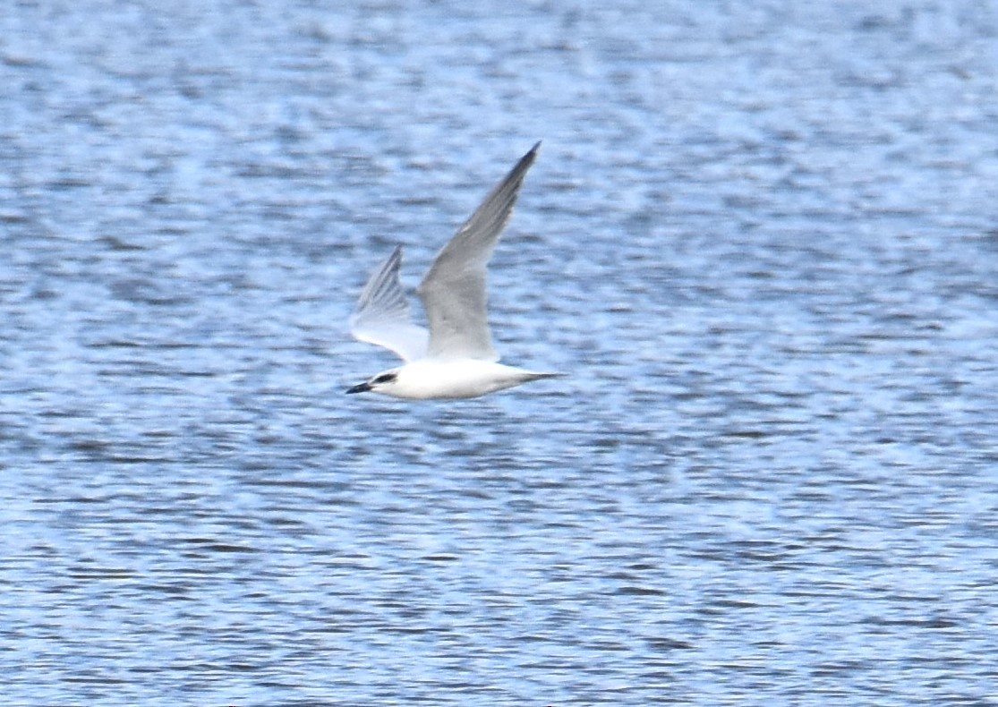 Australian Tern - ML638216448