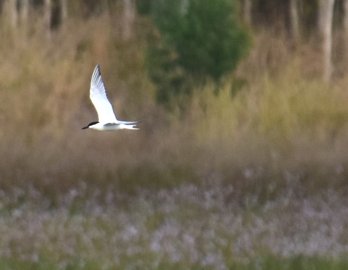 Australian Tern - ML638216449