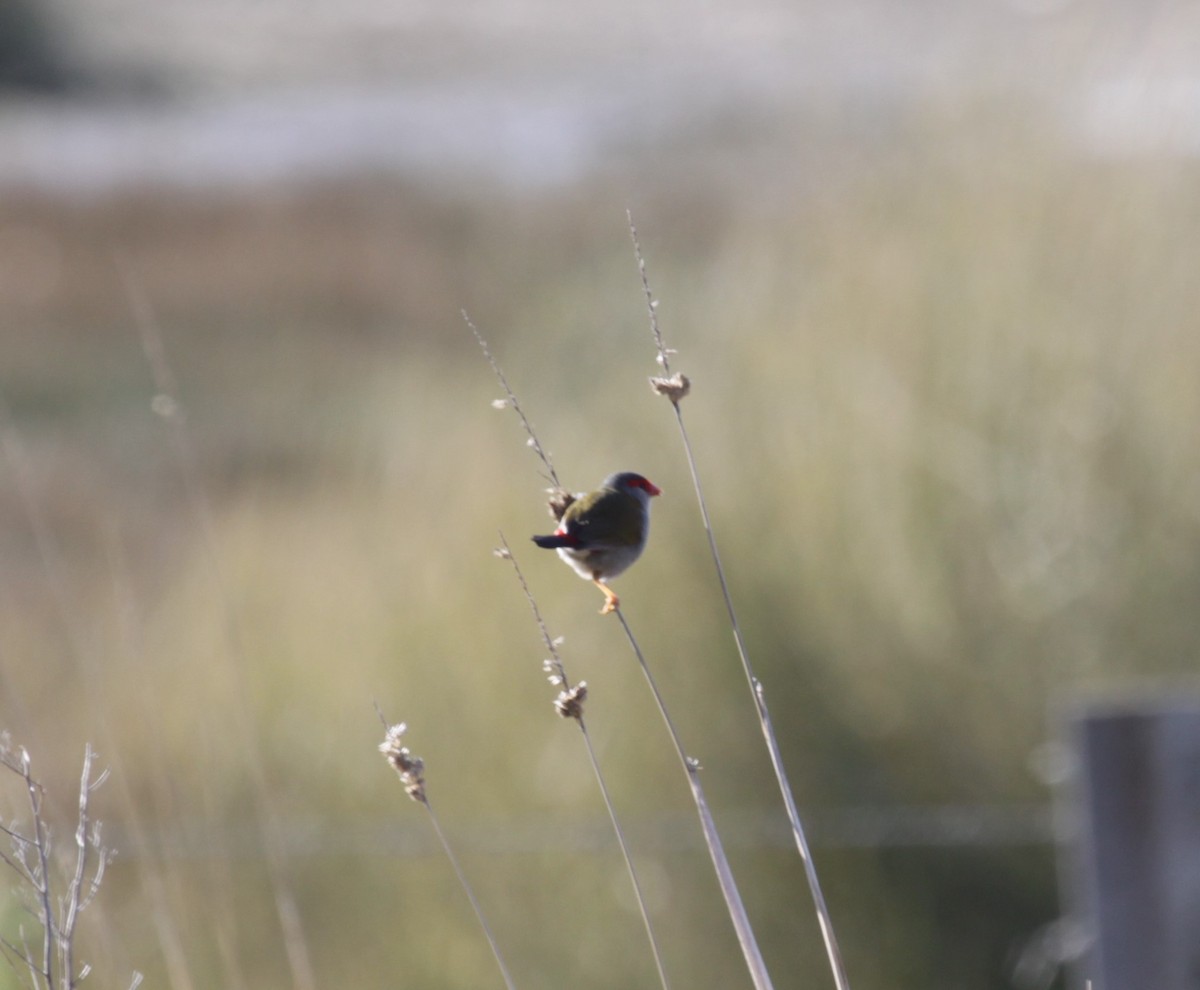 Red-browed Firetail - ML638216454