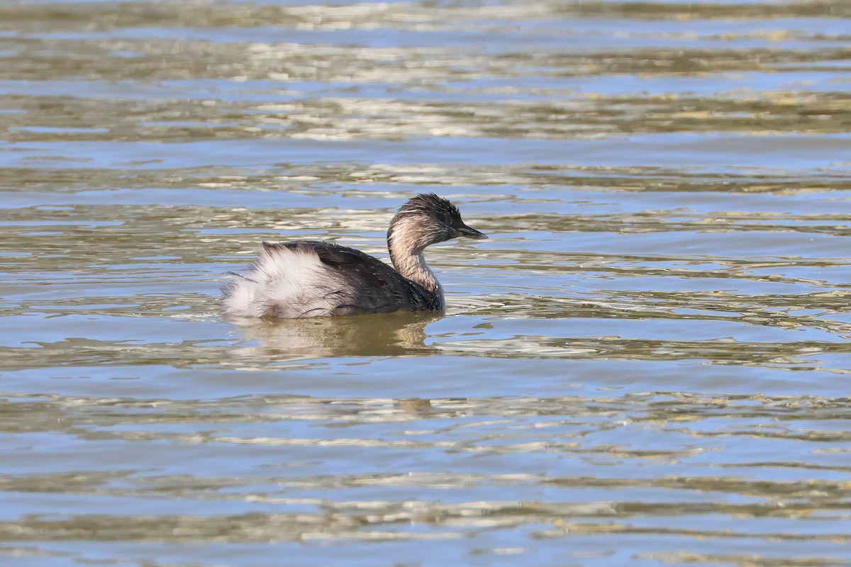 Hoary-headed Grebe - ML638216455