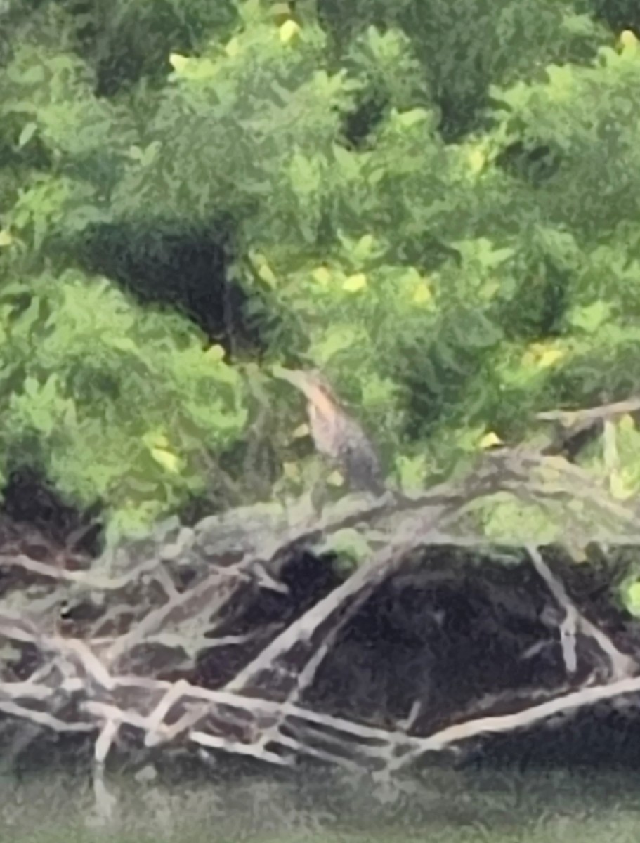 Black Bittern - ML638216472